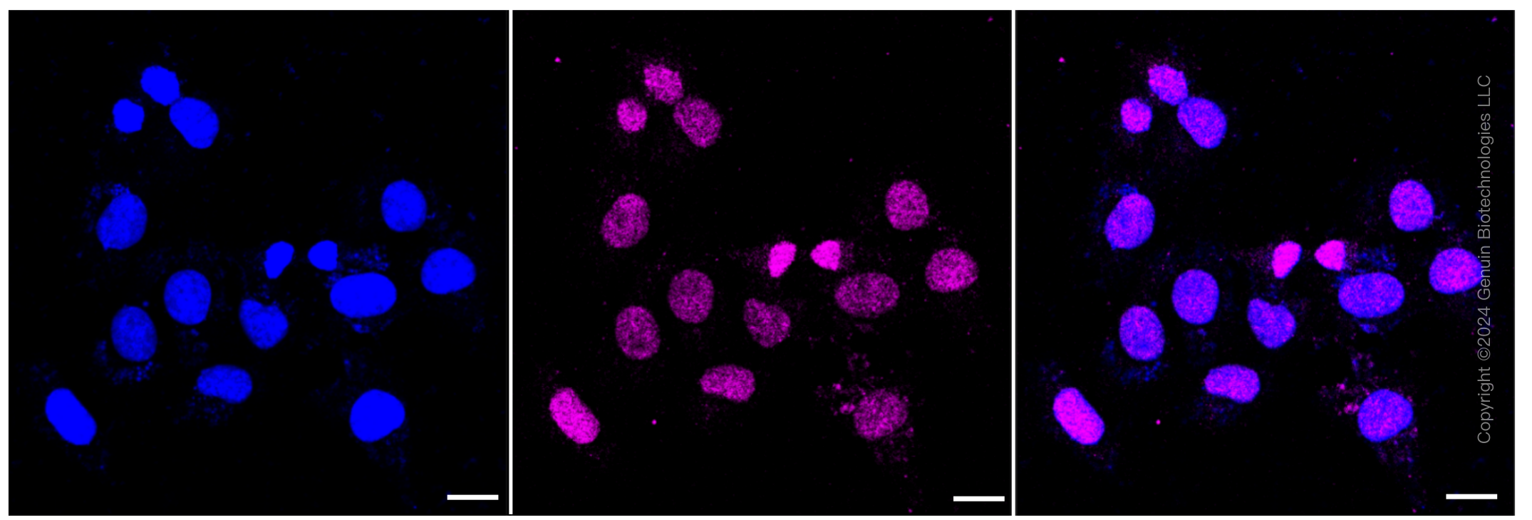 KD-Validated Anti-Tribbles pseudokinase 3 Rabbit Monoclonal Antibody ABG1467