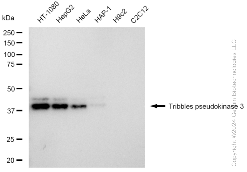 KD-Validated Anti-Tribbles pseudokinase 3 Rabbit Monoclonal Antibody ABG1467