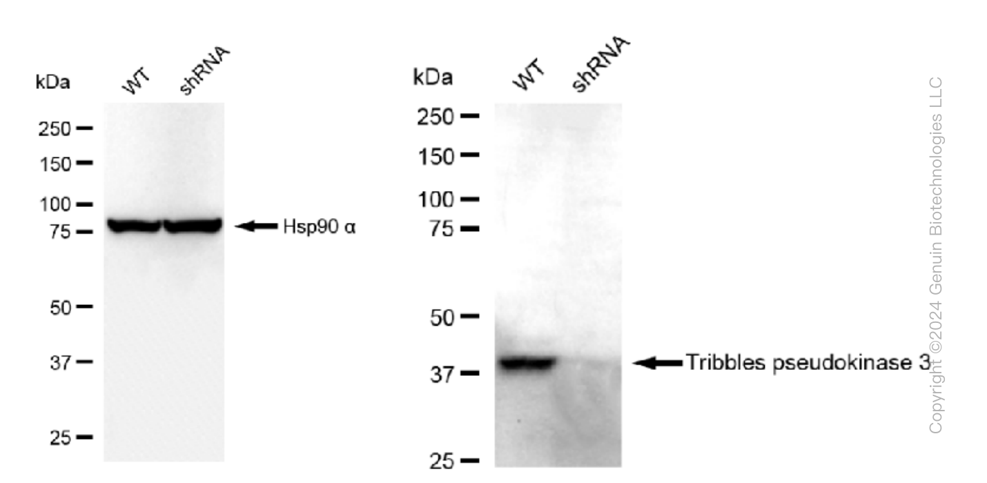 KD-Validated Anti-Tribbles pseudokinase 3 Rabbit Monoclonal Antibody ABG1467
