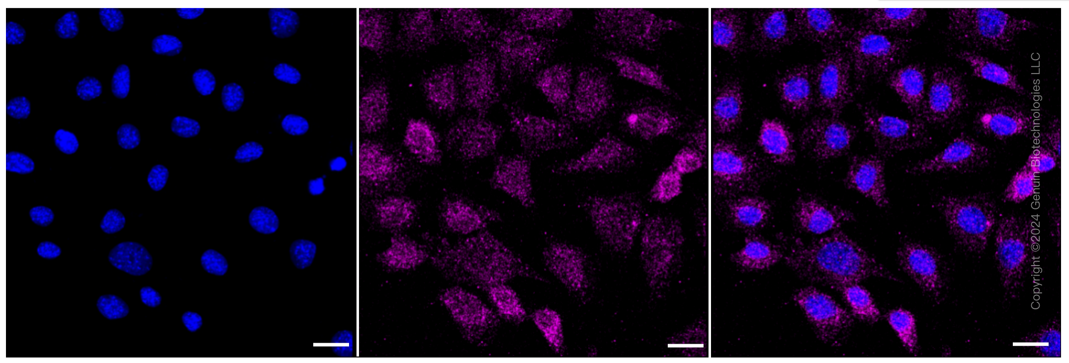 KD-Validated Anti-Thyroid hormone receptor interactor 10 Rabbit Monoclonal Antibody ABG1468