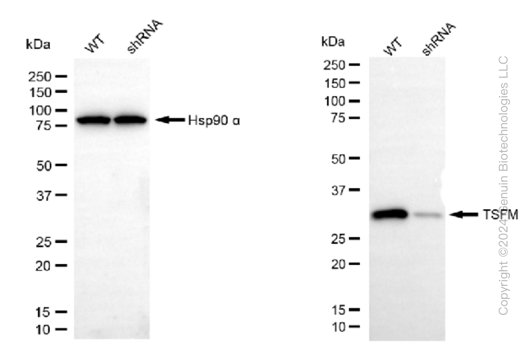 KD-Validated Anti-TSFM Rabbit Monoclonal Antibody ABG1469