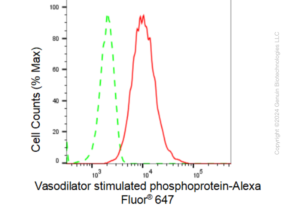 KD-Validated Anti-Vasodilator stimulated phosphoprotein Rabbit Monoclonal Antibody ABG1470