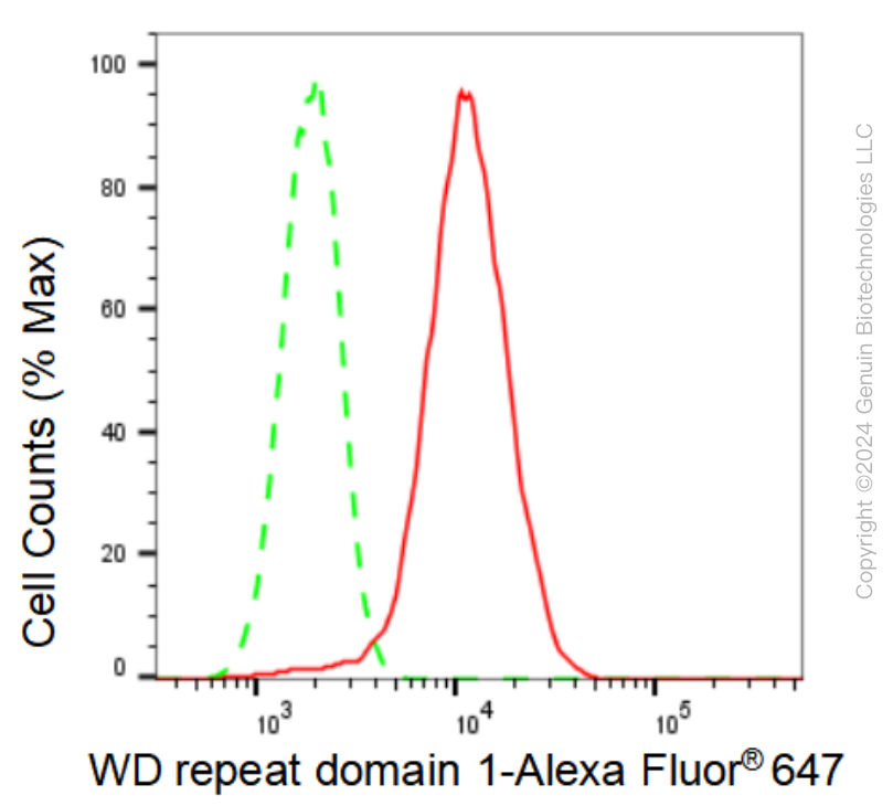 KD-Validated Anti-WD repeat domain 1 Rabbit Monoclonal Antibody ABG1471