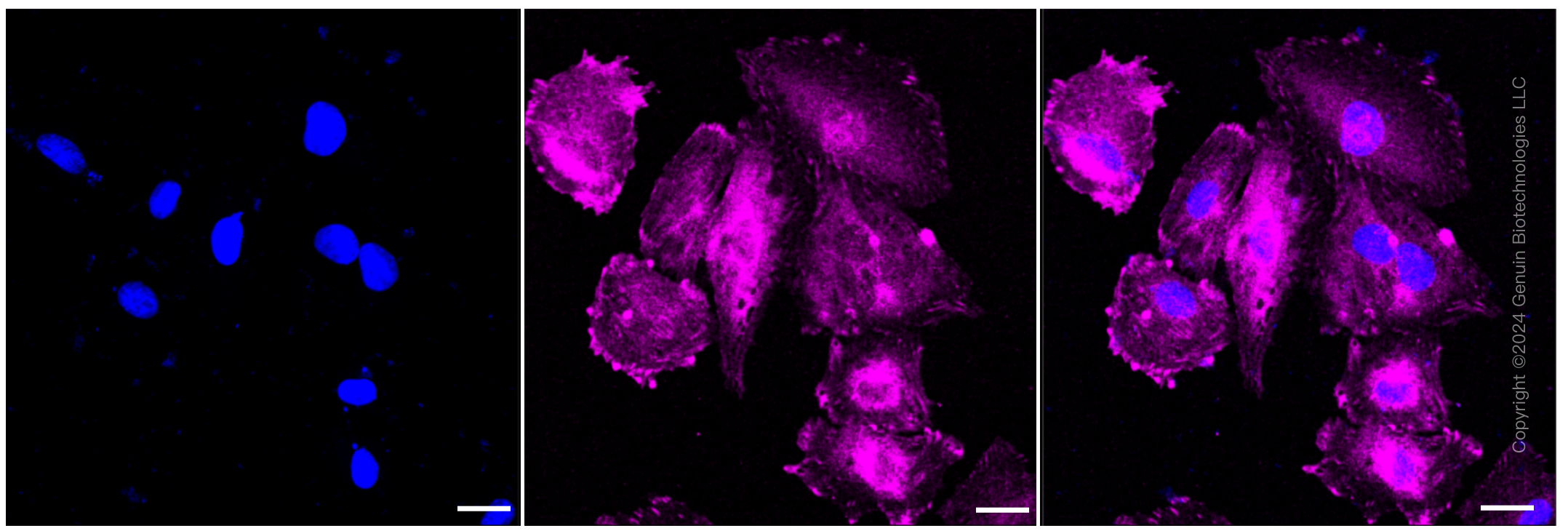 KD-Validated Anti-WD repeat domain 1 Rabbit Monoclonal Antibody ABG1471
