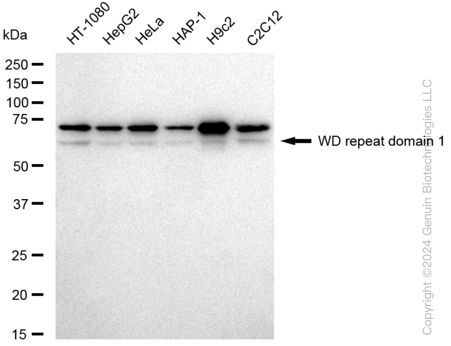 KD-Validated Anti-WD repeat domain 1 Rabbit Monoclonal Antibody ABG1471