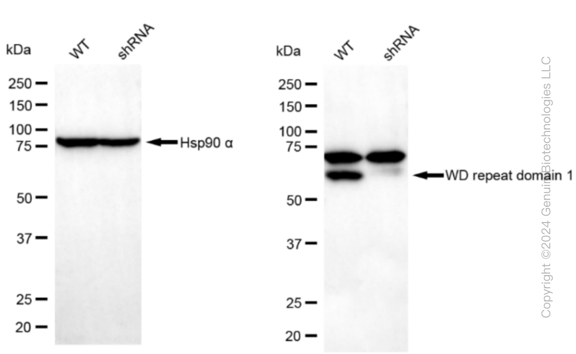 KD-Validated Anti-WD repeat domain 1 Rabbit Monoclonal Antibody ABG1471