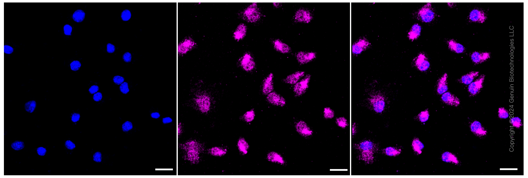 KD-Validated Anti-TAR DNA binding protein Rabbit Monoclonal Antibody ABG1472