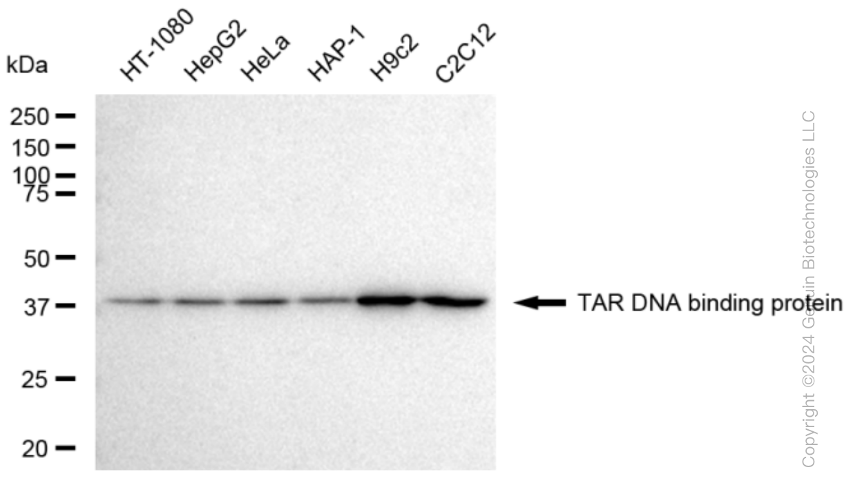 KD-Validated Anti-TAR DNA binding protein Rabbit Monoclonal Antibody ABG1472
