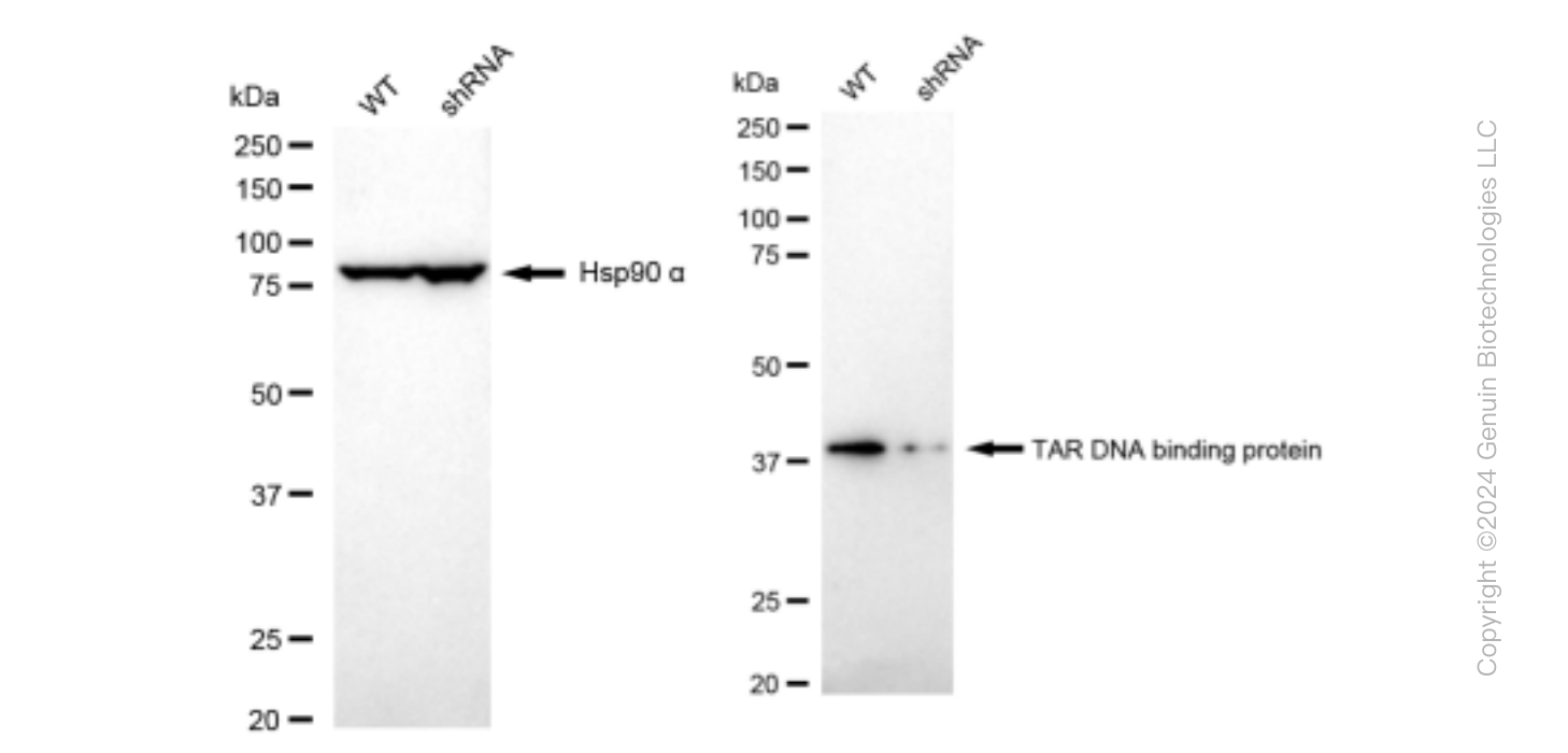 KD-Validated Anti-TAR DNA binding protein Rabbit Monoclonal Antibody ABG1472