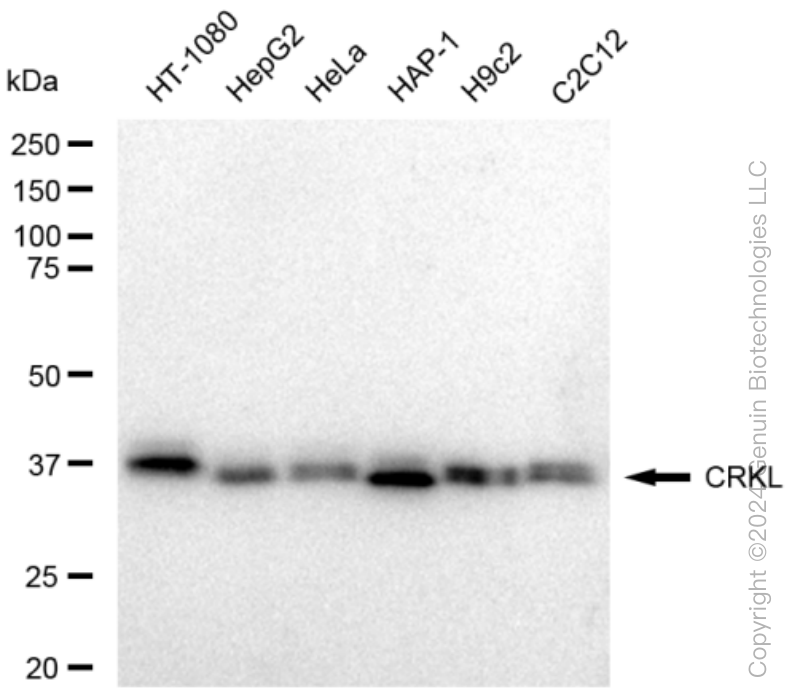 KD-Validated Anti-CRKL Rabbit Monoclonal Antibody ABG1473
