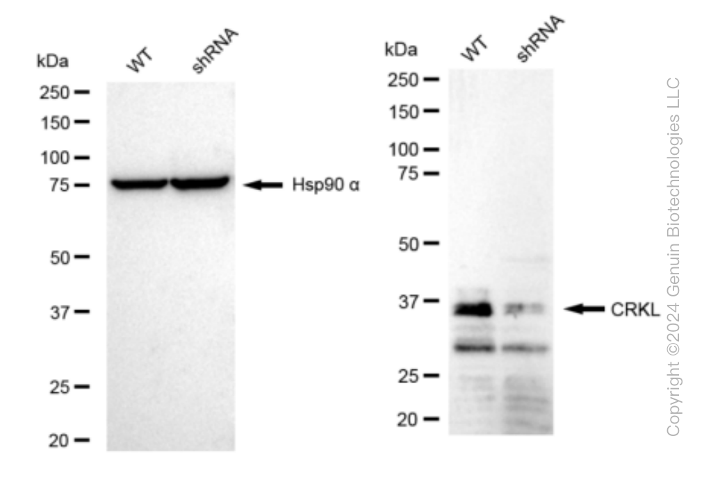 KD-Validated Anti-CRKL Rabbit Monoclonal Antibody ABG1473