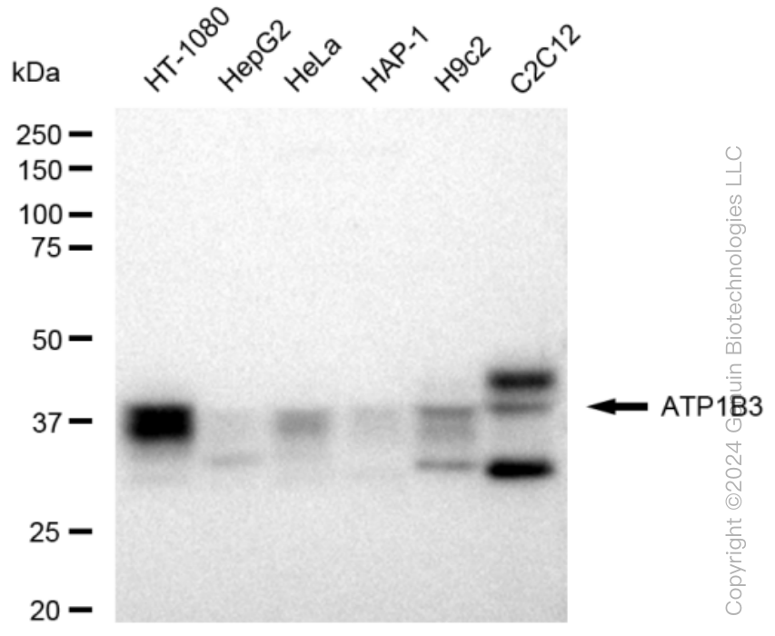 KD-Validated Anti-ATP1B3 Rabbit Monoclonal Antibody ABG1474