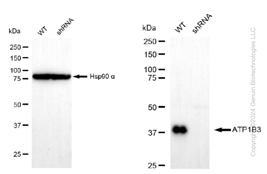 KD-Validated Anti-ATP1B3 Rabbit Monoclonal Antibody ABG1474