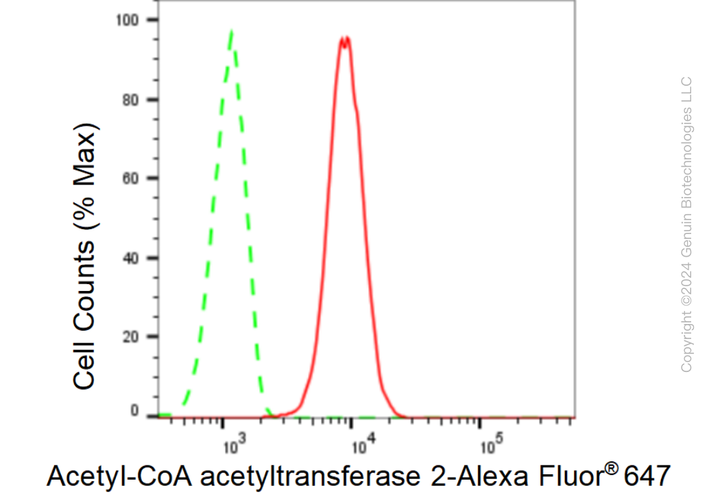 KD-Validated Anti-Acetyl-CoA acetyltransferase 2 Rabbit Monoclonal Antibody ABG1475