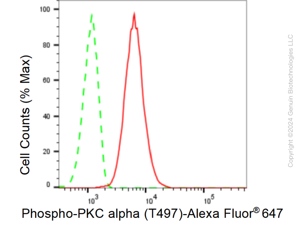 KD-Validated Anti-Phospho-PKC alpha (T497) Rabbit Monoclonal Antibody ABG1476