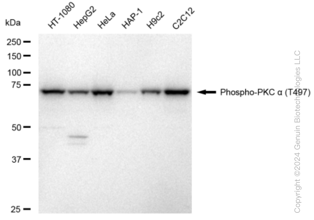 KD-Validated Anti-Phospho-PKC alpha (T497) Rabbit Monoclonal Antibody ABG1476