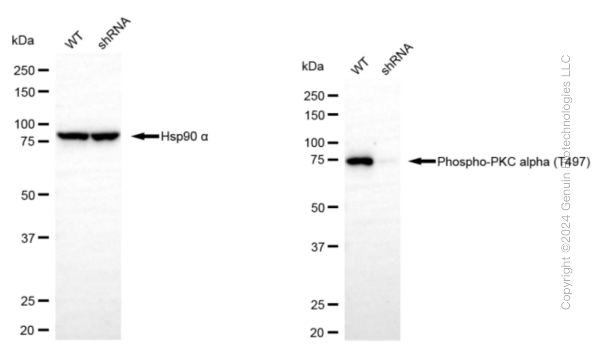 KD-Validated Anti-Phospho-PKC alpha (T497) Rabbit Monoclonal Antibody ABG1476