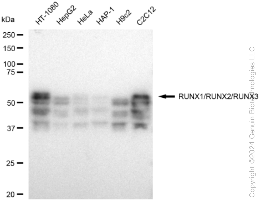 KD-Validated Anti-RUNX1/RUNX2/RUNX3 Rabbit Monoclonal Antibody ABG1477