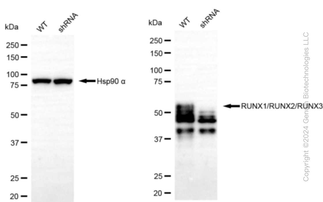 KD-Validated Anti-RUNX1/RUNX2/RUNX3 Rabbit Monoclonal Antibody ABG1477