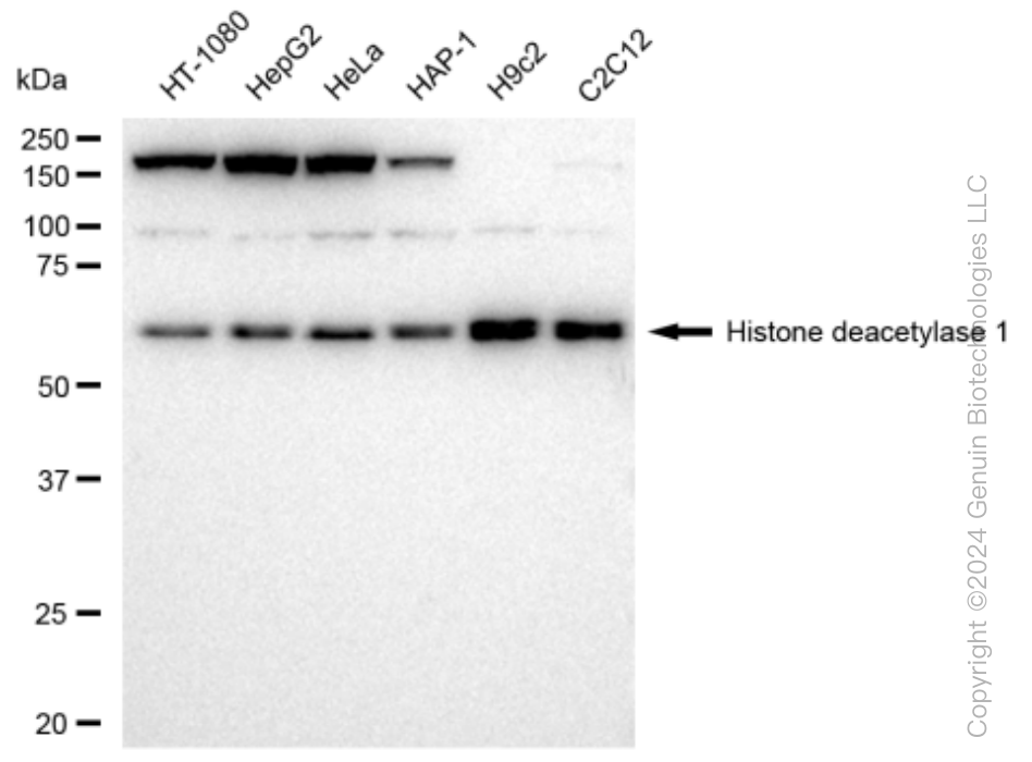 KD-Validated Anti-Histone deacetylase 1 Rabbit Monoclonal Antibody ABG1478