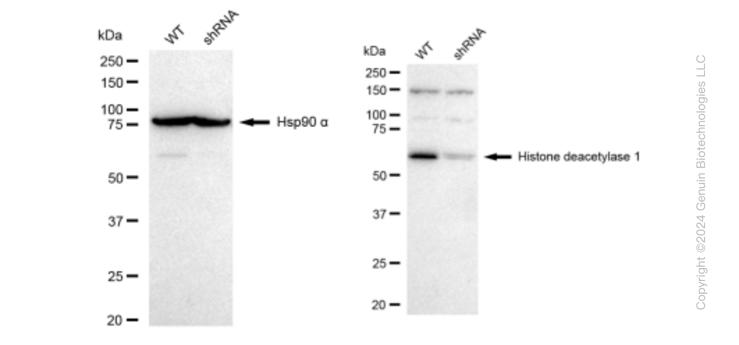 KD-Validated Anti-Histone deacetylase 1 Rabbit Monoclonal Antibody ABG1478