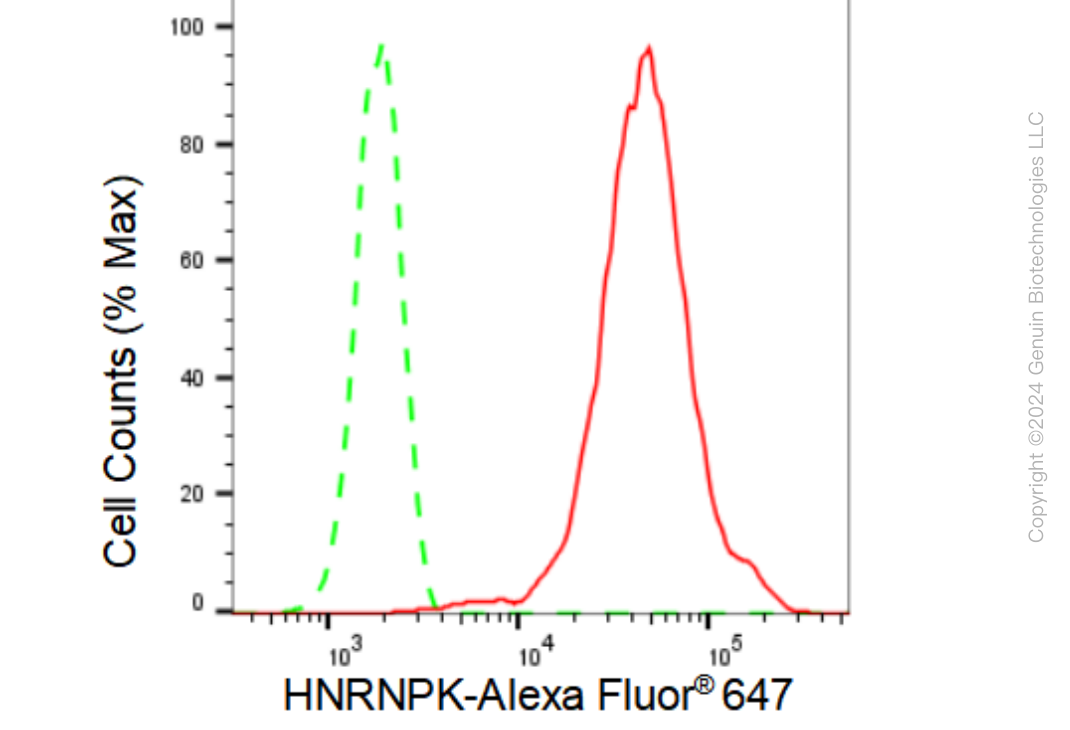 KD-Validated Anti-HNRNPK Rabbit Monoclonal Antibody ABG1479
