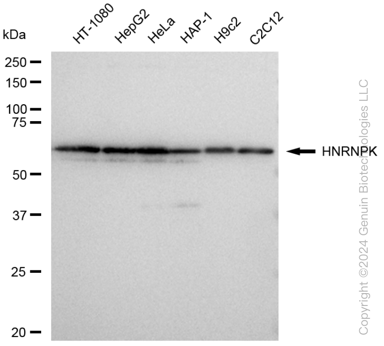 KD-Validated Anti-HNRNPK Rabbit Monoclonal Antibody ABG1479