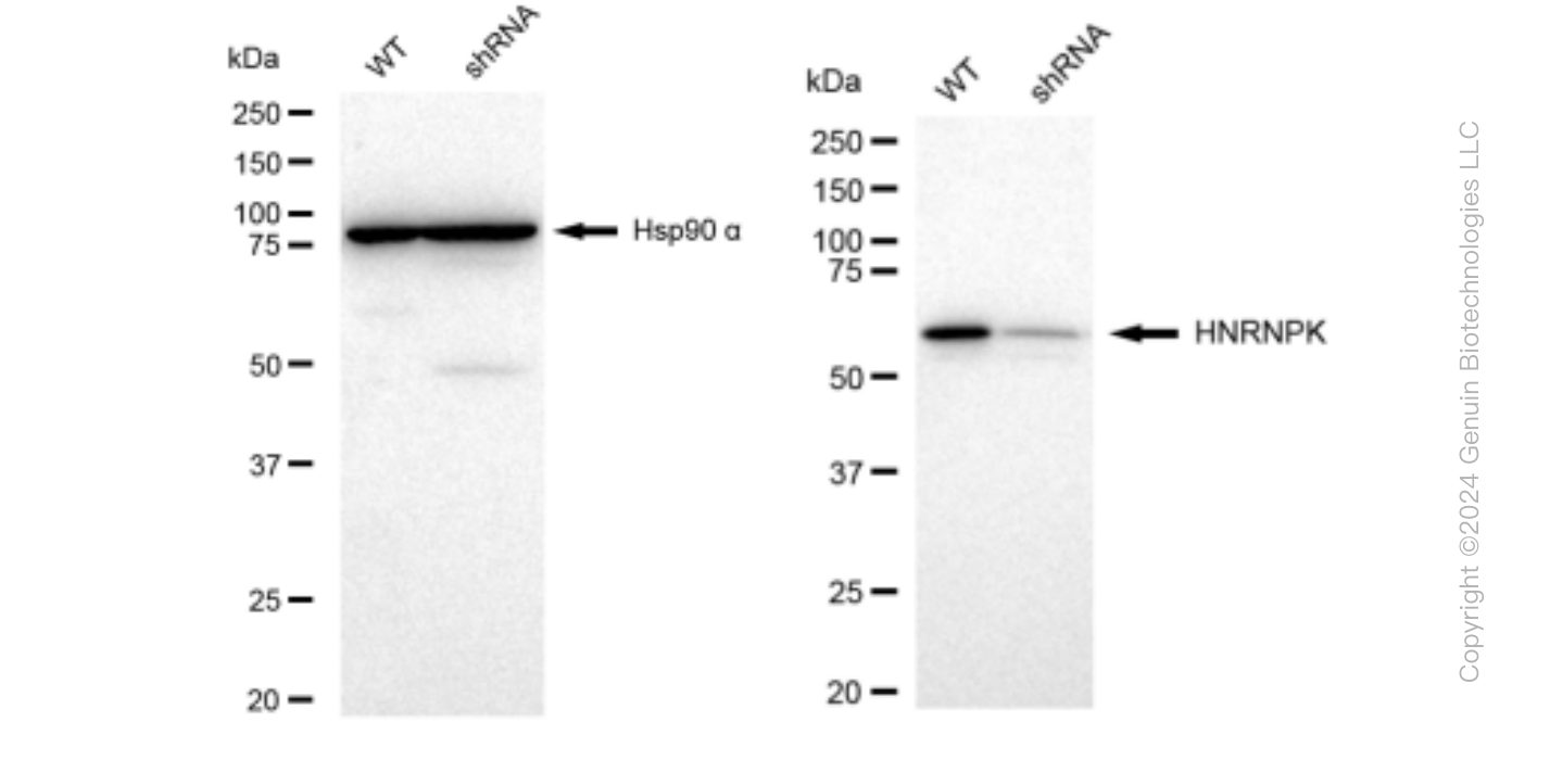 KD-Validated Anti-HNRNPK Rabbit Monoclonal Antibody ABG1479