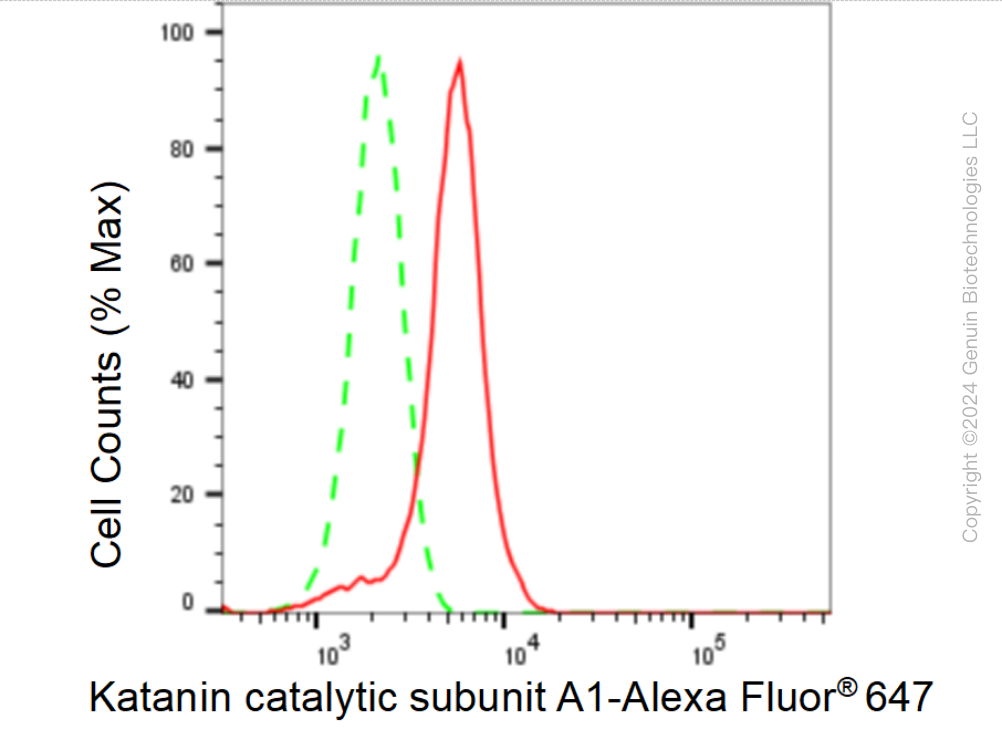 KD-Validated Anti-Katanin catalytic subunit A1 Rabbit Monoclonal Antibody ABG1481