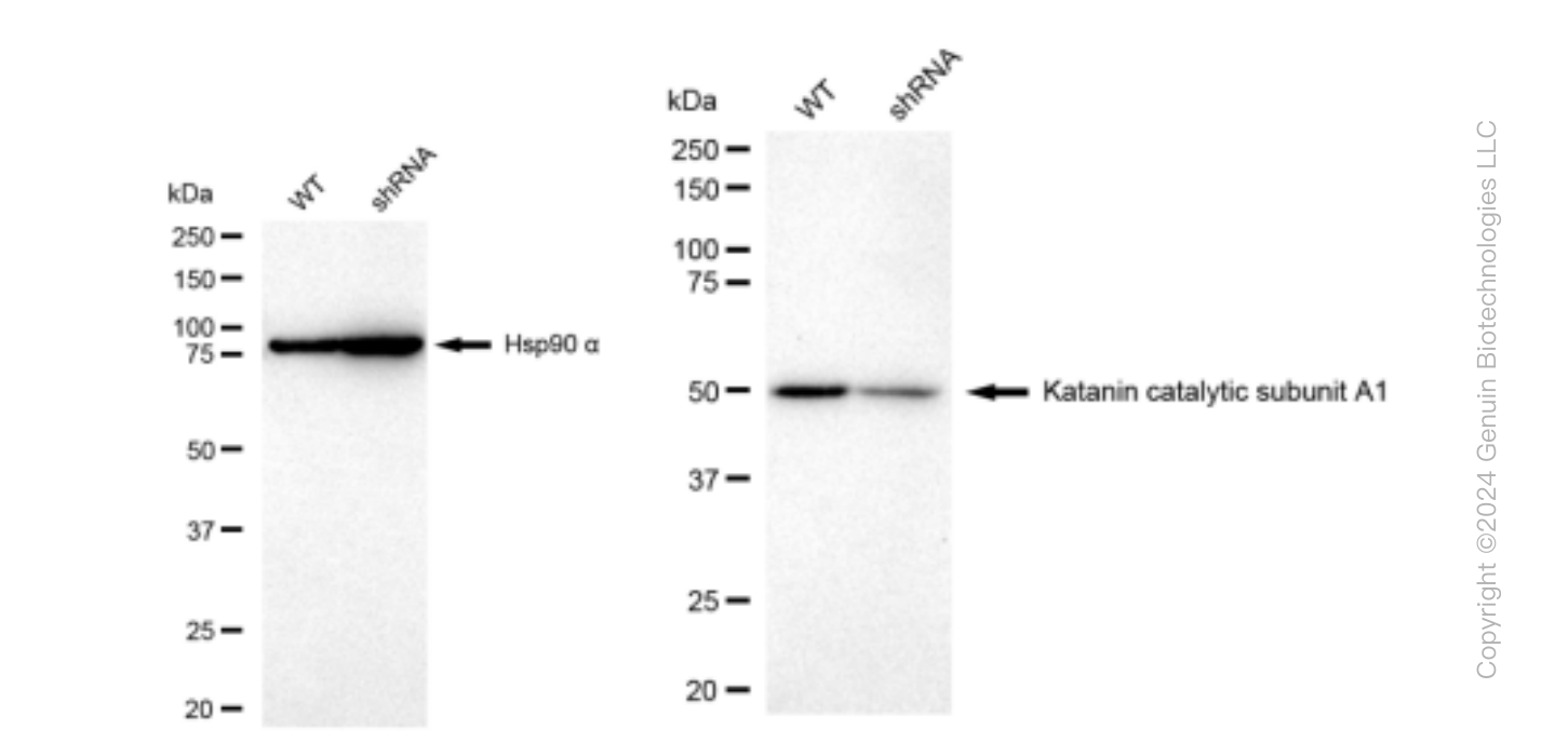 KD-Validated Anti-Katanin catalytic subunit A1 Rabbit Monoclonal Antibody ABG1481