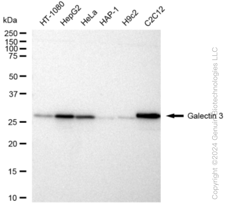 KD-Validated Anti-Galectin 3 Rabbit Monoclonal Antibody ABG1482