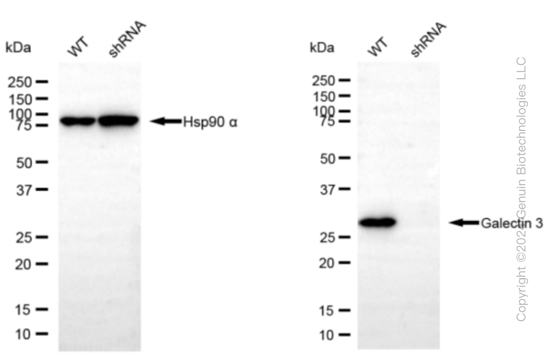 KD-Validated Anti-Galectin 3 Rabbit Monoclonal Antibody ABG1482