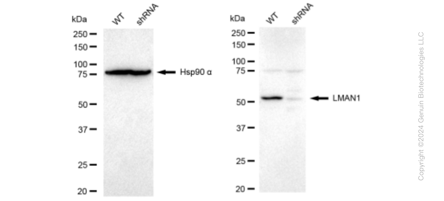 KD-Validated Anti-LMAN1 Rabbit Monoclonal Antibody ABG1483