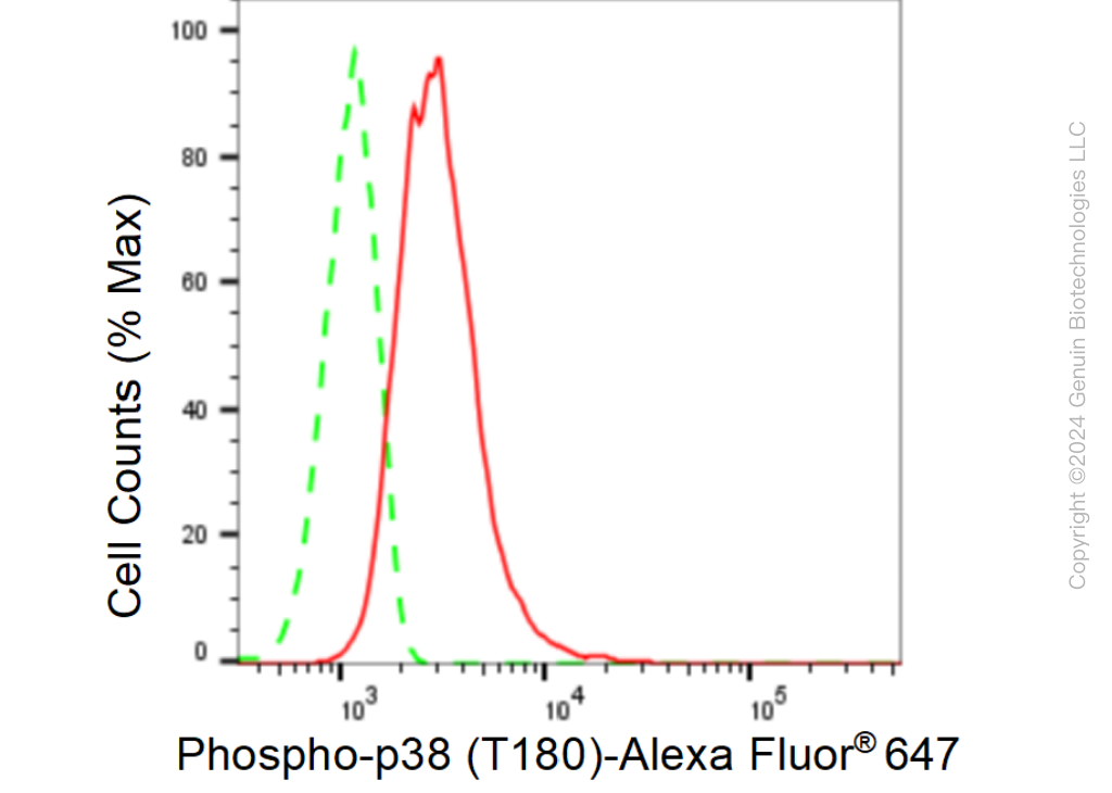 KD-Validated Anti-Phospho-p38 (T180) Rabbit Monoclonal Antibody ABG1484
