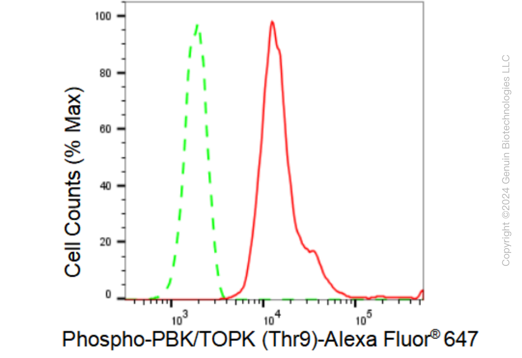 KD-Validated Anti-Phospho-PBK/TOPK (Thr9) Rabbit Monoclonal Antibody ABG1485