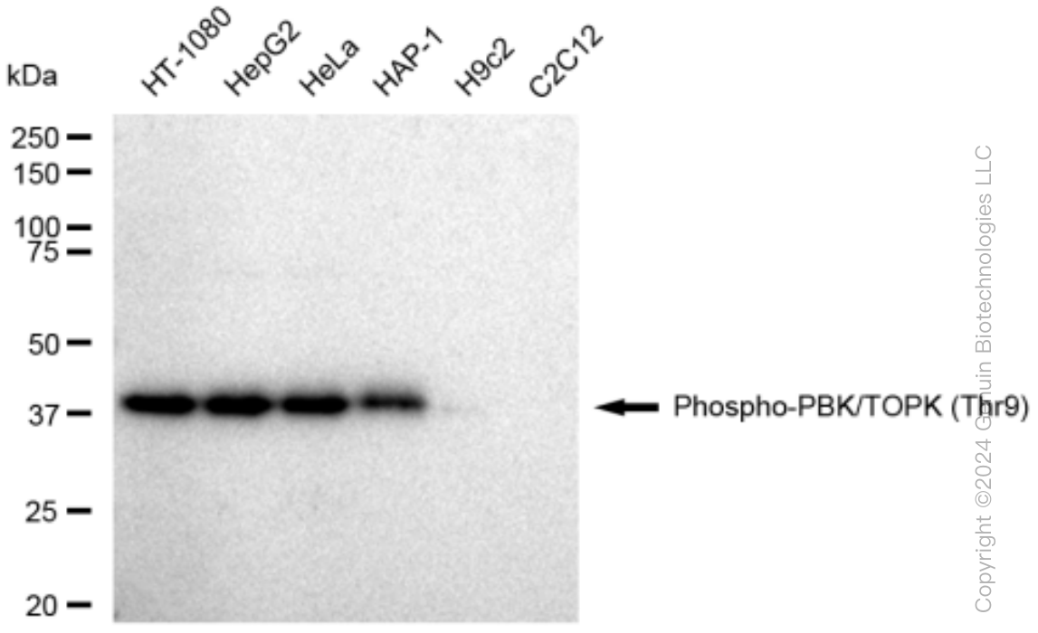 KD-Validated Anti-Phospho-PBK/TOPK (Thr9) Rabbit Monoclonal Antibody ABG1485