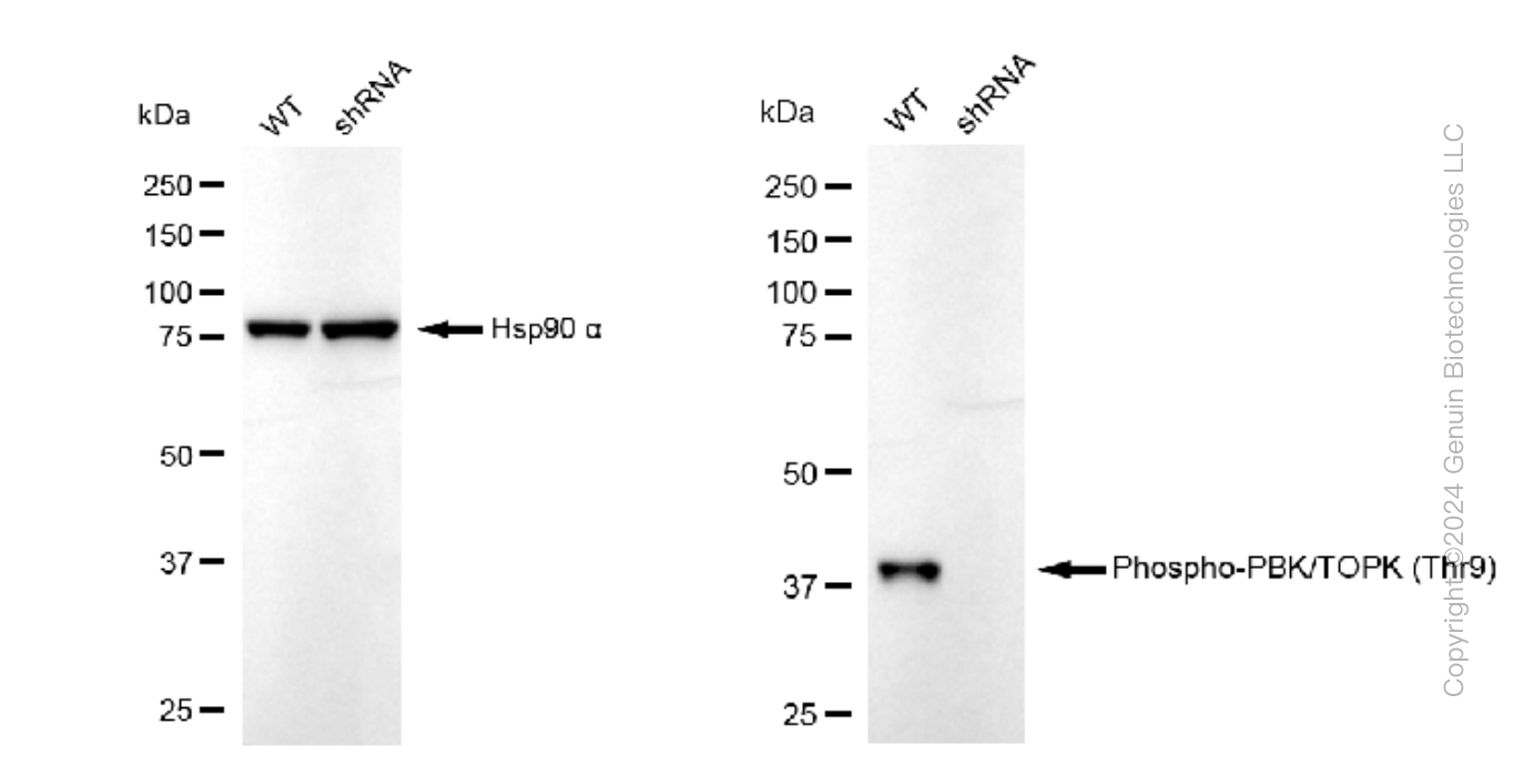 KD-Validated Anti-Phospho-PBK/TOPK (Thr9) Rabbit Monoclonal Antibody ABG1485