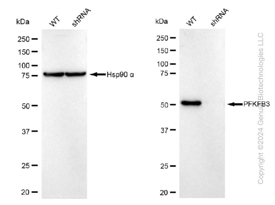KD-Validated Anti-PFKFB3 Rabbit Monoclonal Antibody ABG1486