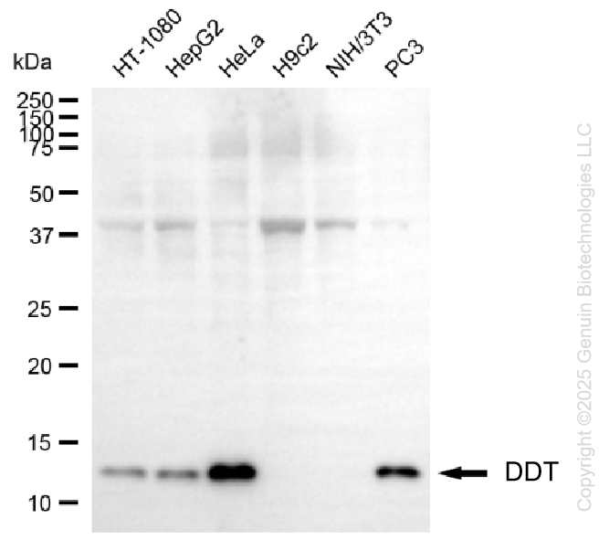 KD-Validated Anti-DDT Mouse Monoclonal Antibody ABG1487