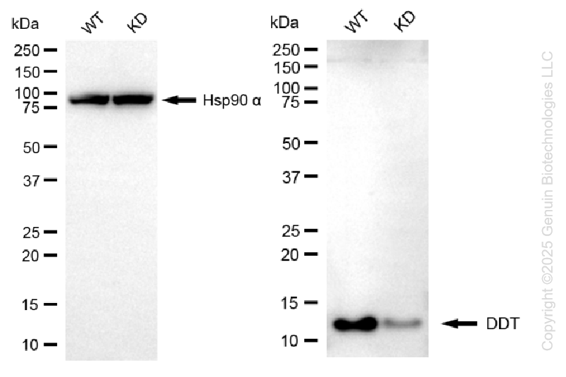 KD-Validated Anti-DDT Mouse Monoclonal Antibody ABG1487