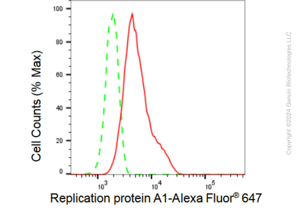 KD-Validated Anti-Replication protein A1 Rabbit Monoclonal Antibody ABG1488