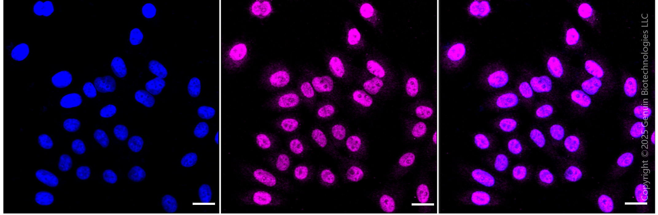 KD-Validated Anti-Replication protein A1 Rabbit Monoclonal Antibody ABG1488