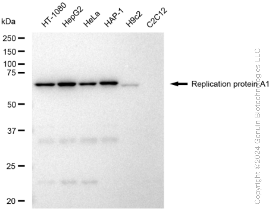 KD-Validated Anti-Replication protein A1 Rabbit Monoclonal Antibody ABG1488