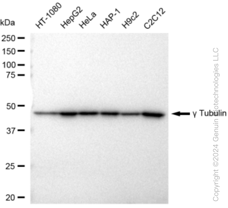 KD-Validated Anti-gamma Tubulin Rabbit Monoclonal Antibody ABG1490
