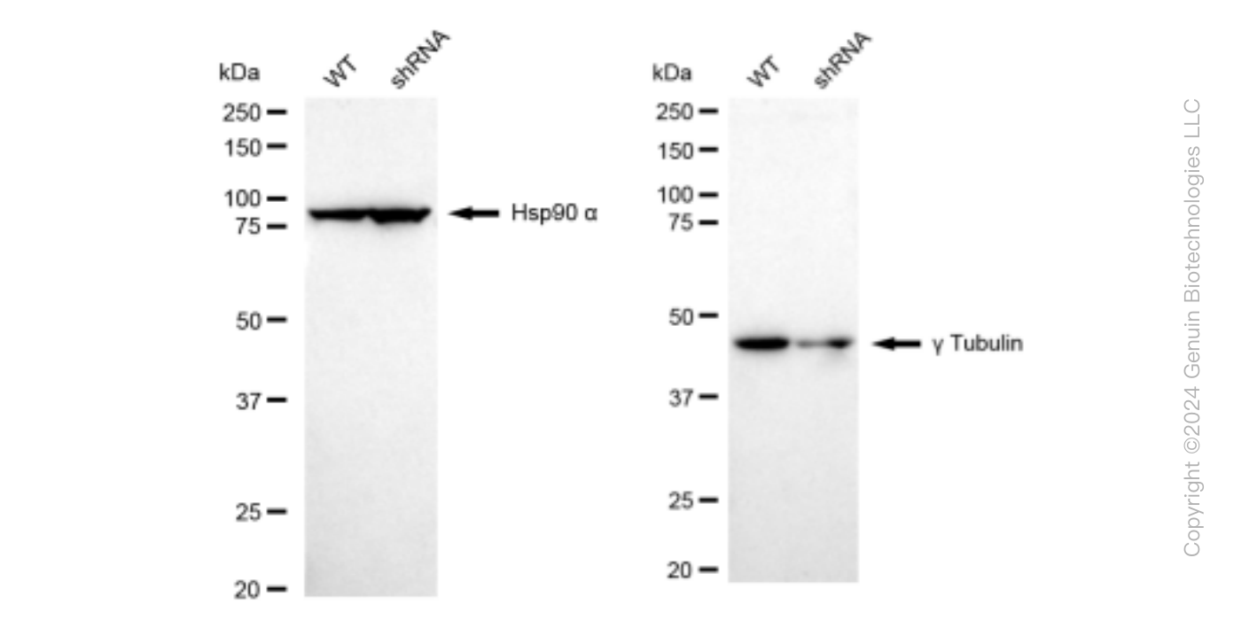 KD-Validated Anti-gamma Tubulin Rabbit Monoclonal Antibody ABG1490