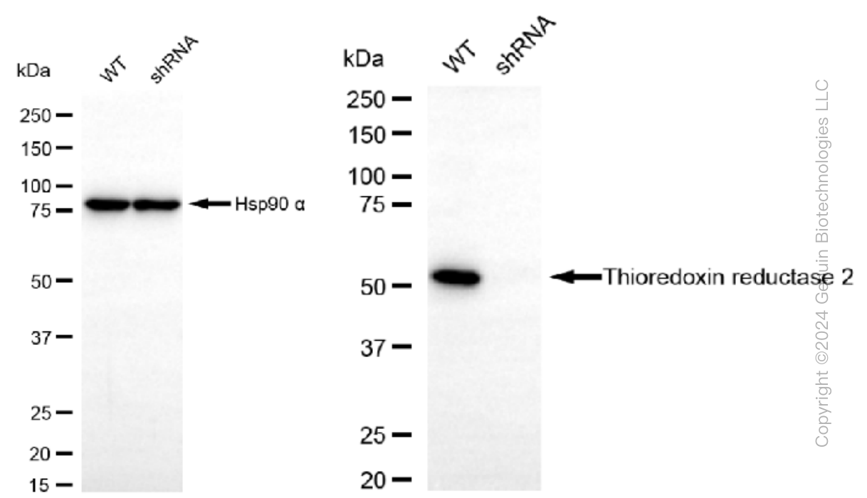 KD-Validated Anti-Thioredoxin reductase 2 Rabbit Monoclonal Antibody ABG1491