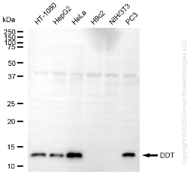 KD-Validated Anti-DDT Mouse Monoclonal Antibody ABG1492