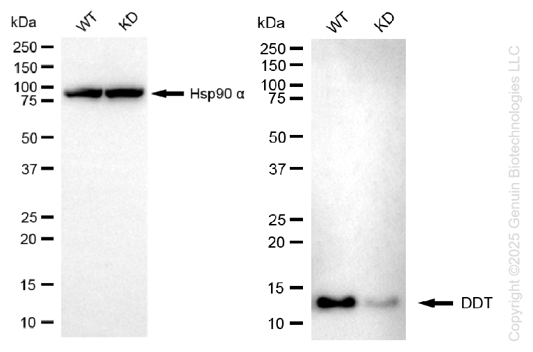 KD-Validated Anti-DDT Mouse Monoclonal Antibody ABG1492