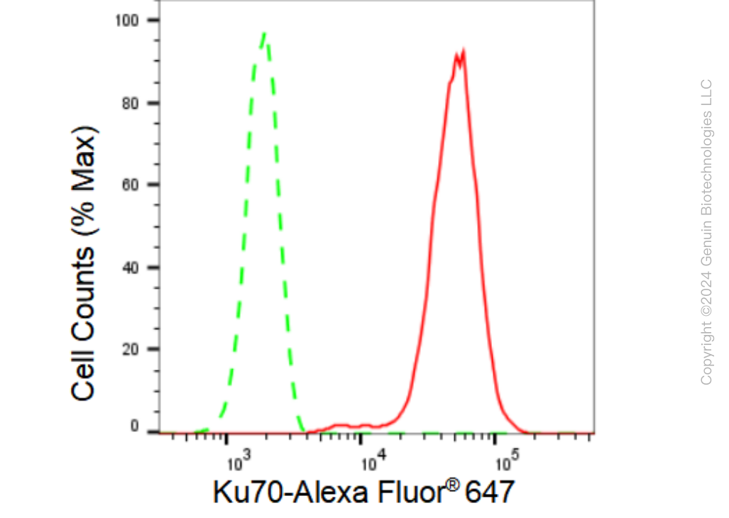KD-Validated Anti-Ku70 Rabbit Monoclonal Antibody ABG1493