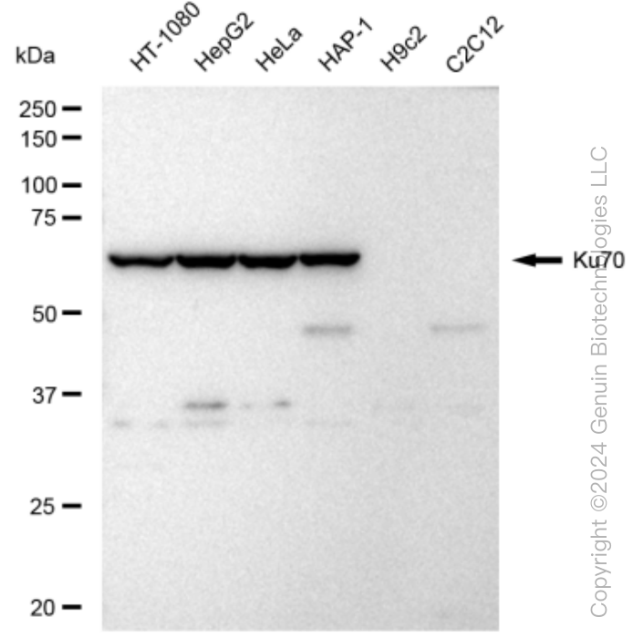 KD-Validated Anti-Ku70 Rabbit Monoclonal Antibody ABG1493